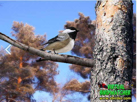 Black-capped chickadee - wherethebirdsare.com