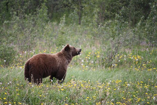 Girzzly Bear