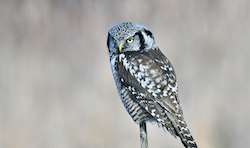 Northern Hawk Owl