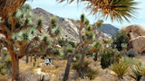 Joshua Tree