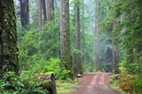 Redwood National Park