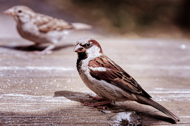 House Sparrow