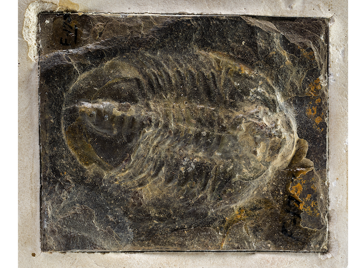 Trilobite Fossil