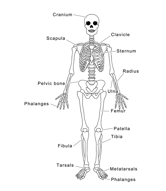 The Human Skeleton –