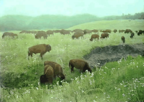 Buffalo on the Great Plains