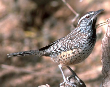 Cactus Wren