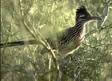 Roadrunner