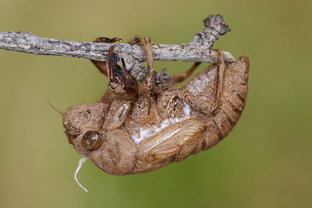Cicada Exoskeleton