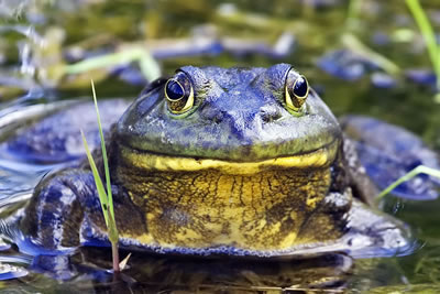 American Bullfrog