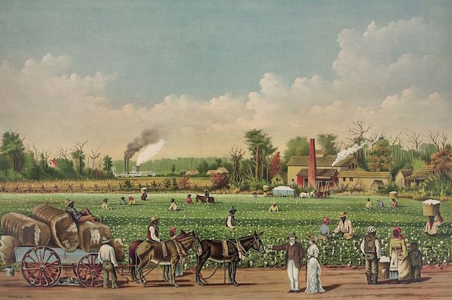 Cotton Plantation in Mississippi