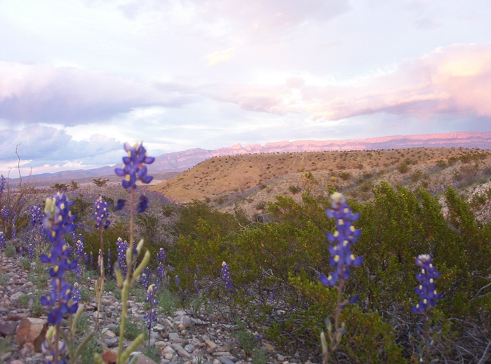 chihuahuan-desert