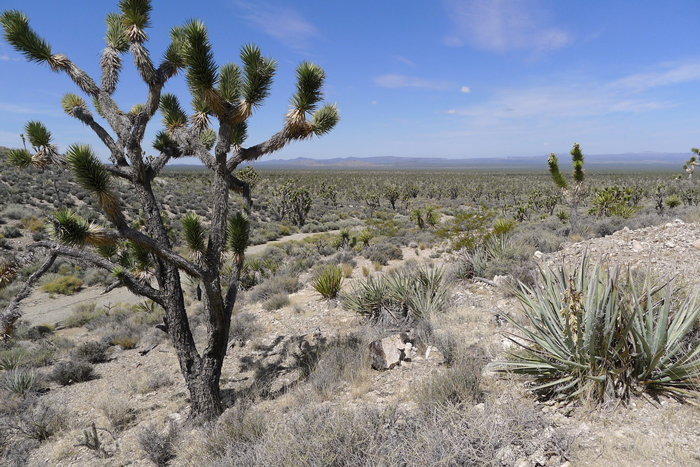 Mojave Desert   Mojave 