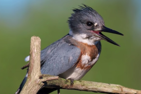 Belted Kingfisher - Water Birds Series