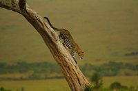 Maasai MaraMaasai Mara
