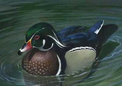 Wood Duck - Water Birds Series