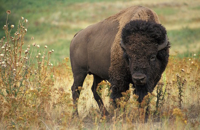 The Great Plains  - Article
