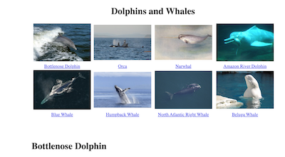 Dolphins and Whales Fact or Fiction