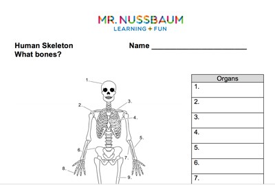 Printable Human Skeleton Diagram – Labeled, Unlabeled, and Blank – Tim's  Printables