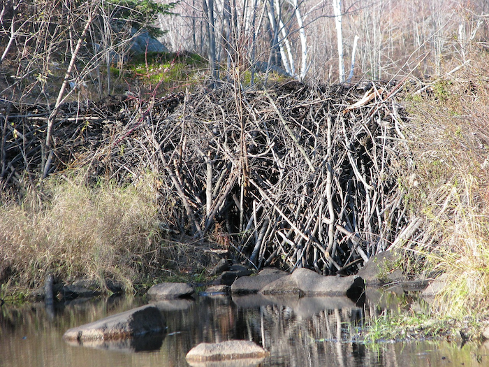 Beaver Dam Basics