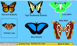 Butterflies Interactive Scavenger Hunt