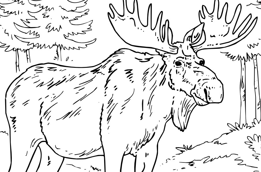 Moose Coloring Page